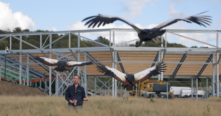 Jimmy Robinson trains African Crowned Cranes at The Storied Lands.